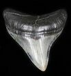 Nice Megalodon Tooth - South Carolina #35411-1